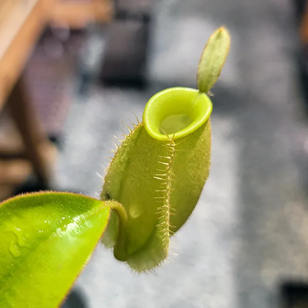 Nepenthes ampullaria All Green