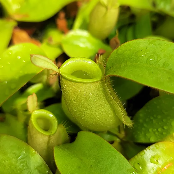 Nepenthes ampullaria All Green