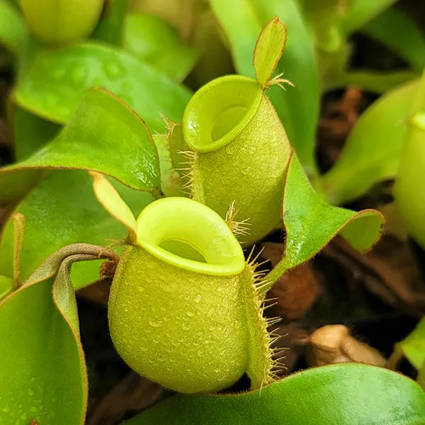 Nepenthes ampullaria All Green