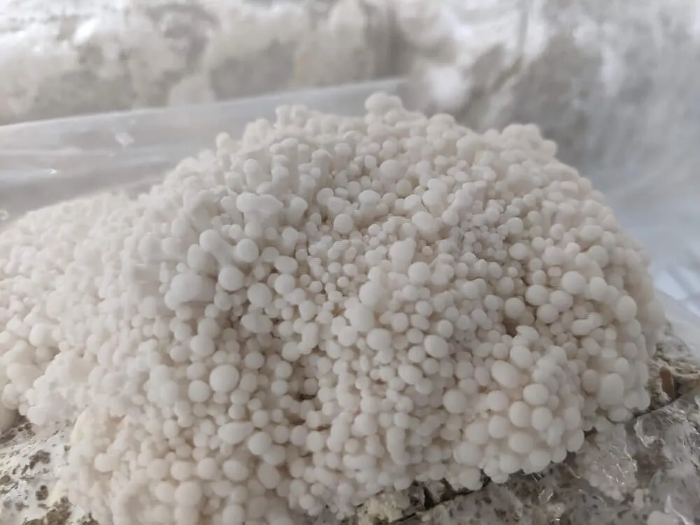 Winter White Oyster Mushroom Grow Kit